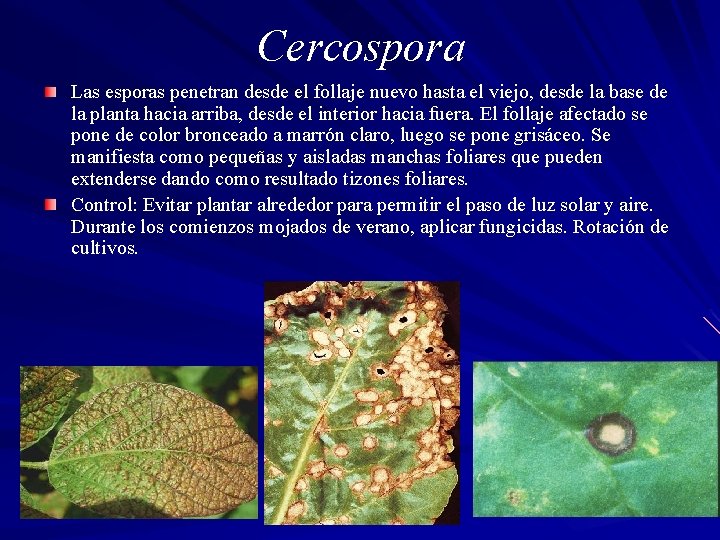 Cercospora Las esporas penetran desde el follaje nuevo hasta el viejo, desde la base