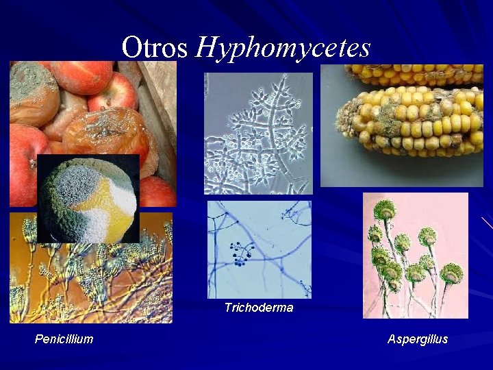 Otros Hyphomycetes Trichoderma Penicillium Aspergillus 