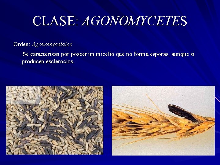 CLASE: AGONOMYCETES Orden: Agonomycetales Se caracterizan por poseer un micelio que no forma esporas,