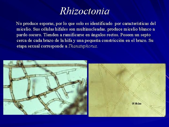 Rhizoctonia No produce esporas, por lo que solo es identificado por características del micelio.