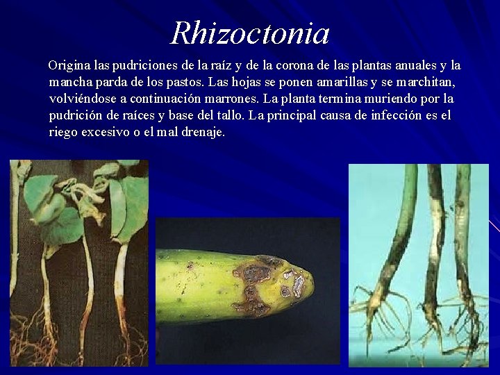 Rhizoctonia Origina las pudriciones de la raíz y de la corona de las plantas