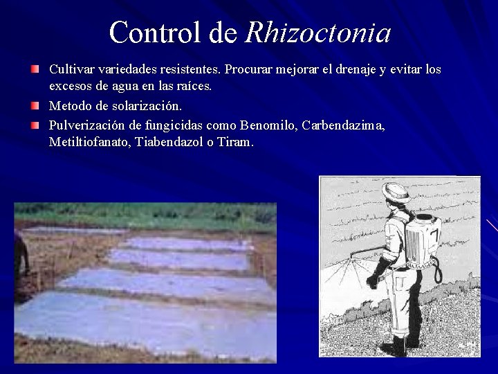 Control de Rhizoctonia Cultivar variedades resistentes. Procurar mejorar el drenaje y evitar los excesos