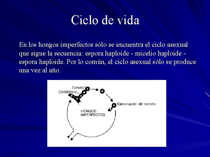 Ciclo de vida En los hongos imperfectos sólo se encuentra el ciclo asexual que