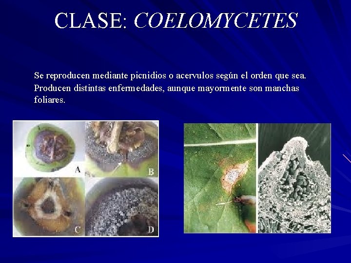 CLASE: COELOMYCETES Se reproducen mediante picnidios o acervulos según el orden que sea. Producen