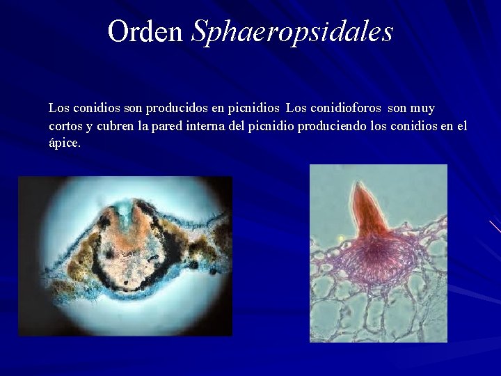 Orden Sphaeropsidales Los conidios son producidos en picnidios Los conidioforos son muy cortos y
