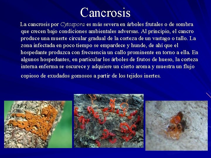 Cancrosis La cancrosis por Cytospora es más severa en árboles frutales o de sombra