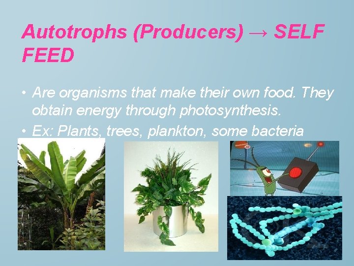 Autotrophs (Producers) → SELF FEED • Are organisms that make their own food. They