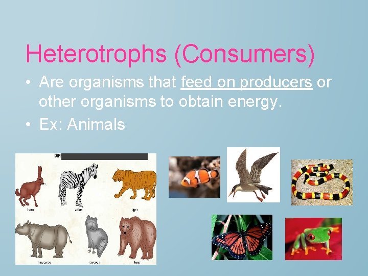 Heterotrophs (Consumers) • Are organisms that feed on producers or other organisms to obtain