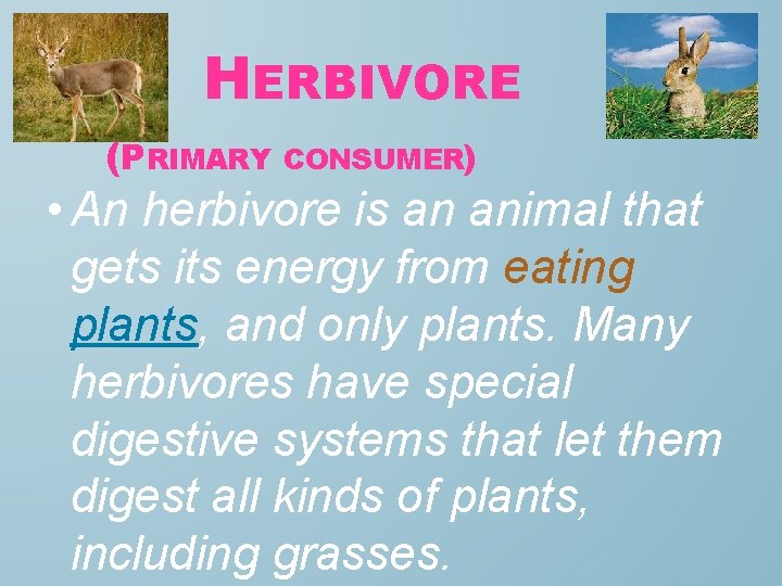 HERBIVORE (PRIMARY CONSUMER) • An herbivore is an animal that gets its energy from