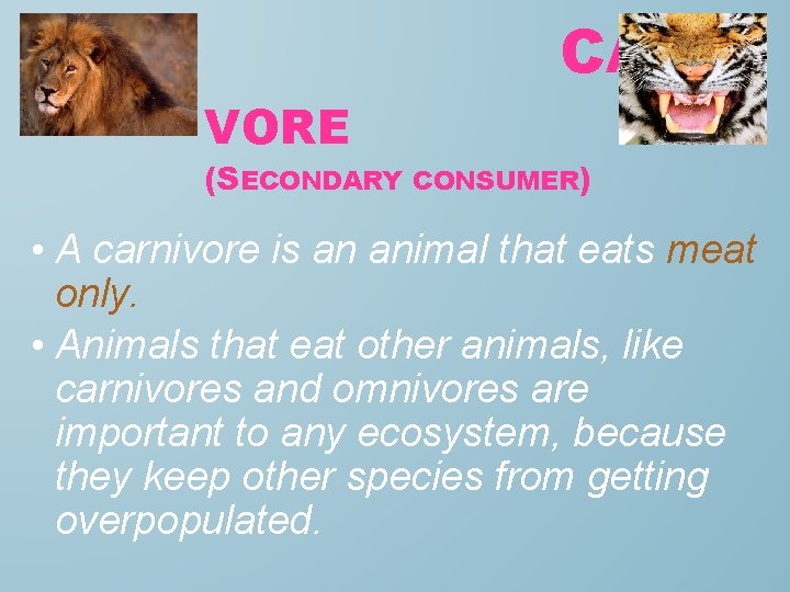 CARNI VORE (SECONDARY CONSUMER) • A carnivore is an animal that eats meat only.