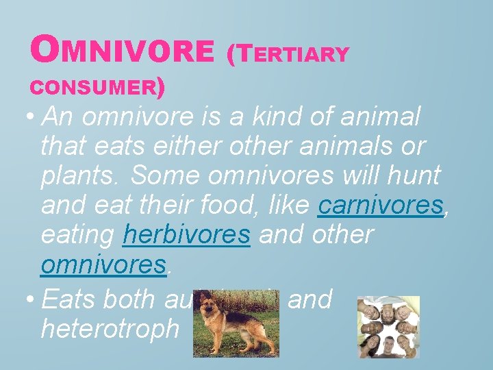 OMNIVORE (TERTIARY CONSUMER) • An omnivore is a kind of animal that eats either