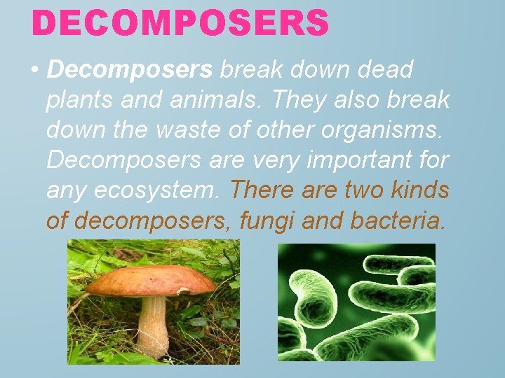 DECOMPOSERS • Decomposers break down dead plants and animals. They also break down the