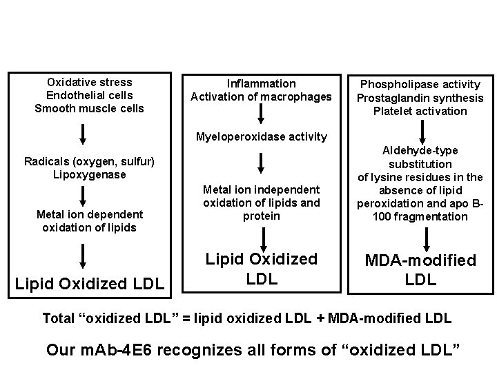 Oxidative stress Endothelial cells Smooth muscle cells Inflammation Activation of macrophages Phospholipase activity Prostaglandin