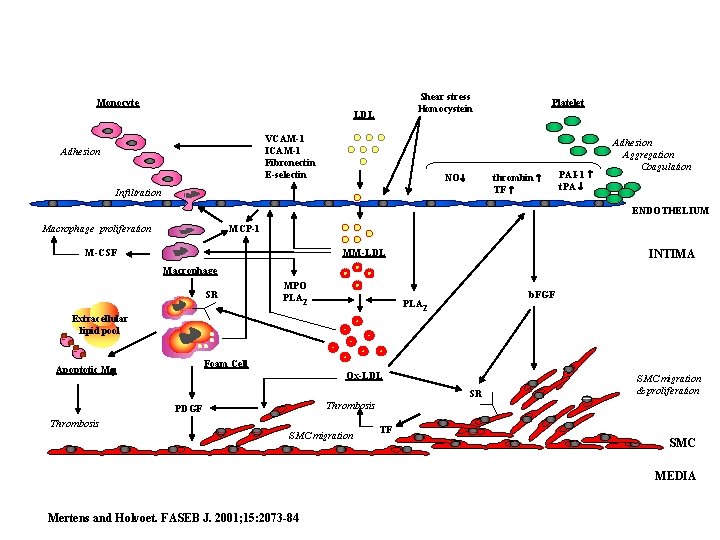 Shear stress Homocystein Monocyte LDL VCAM-1 ICAM-1 Fibronectin E-selectin Adhesion NO Platelet thrombin TF