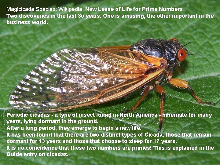 Magicicada Species: Wikipedia. New Lease of Life for Prime Numbers Two discoveries in the