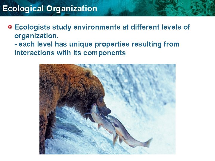 Ecological Organization Ecologists study environments at different levels of organization. - each level has