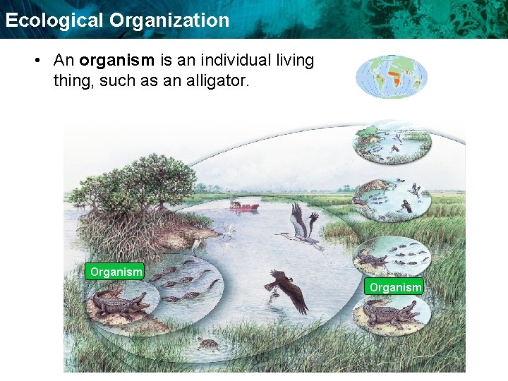 Ecological Organization • An organism is an individual living thing, such as an alligator.