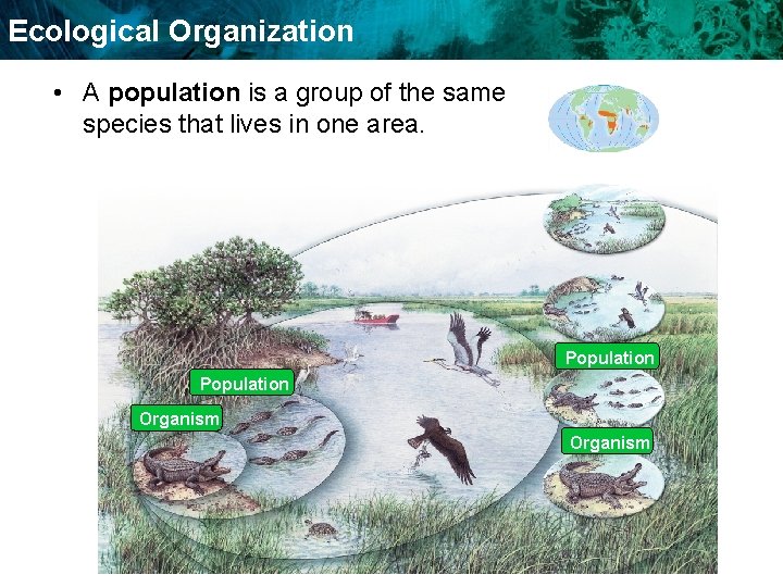Ecological Organization • A population is a group of the same species that lives