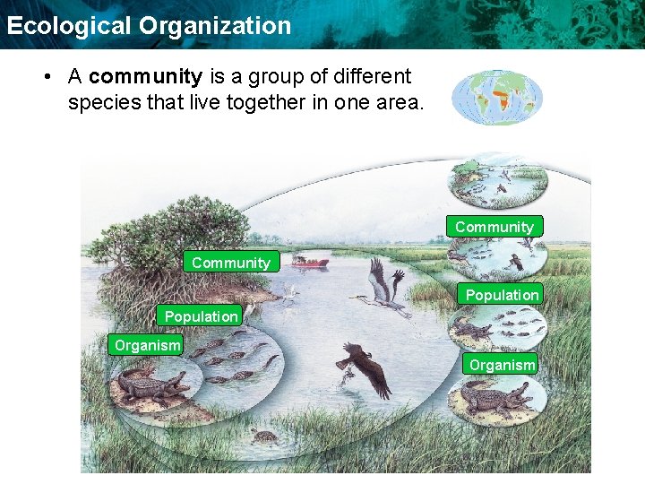 Ecological Organization • A community is a group of different species that live together
