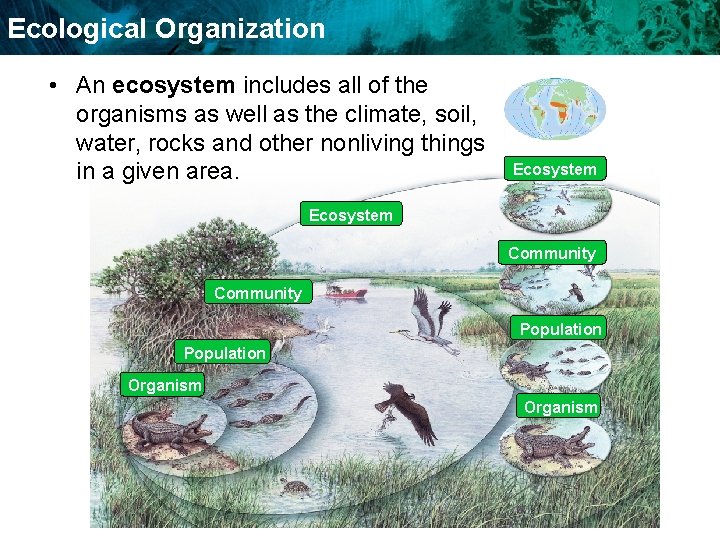 Ecological Organization • An ecosystem includes all of the organisms as well as the