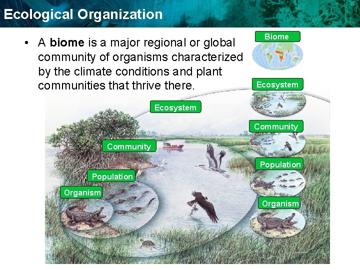 Ecological Organization Biome • A biome is a major regional or global community of
