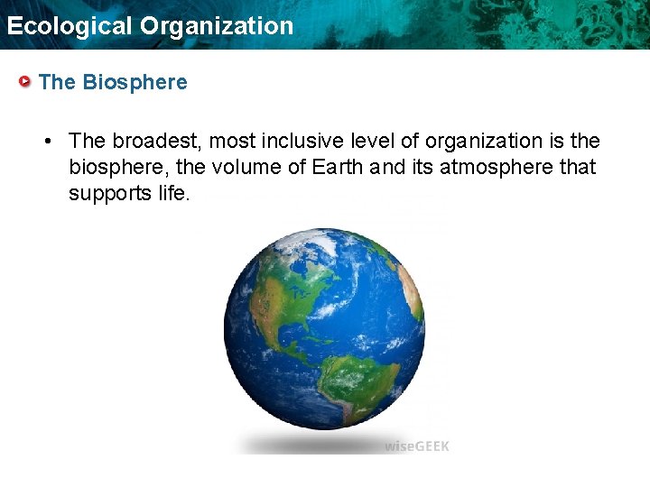 Ecological Organization The Biosphere • The broadest, most inclusive level of organization is the