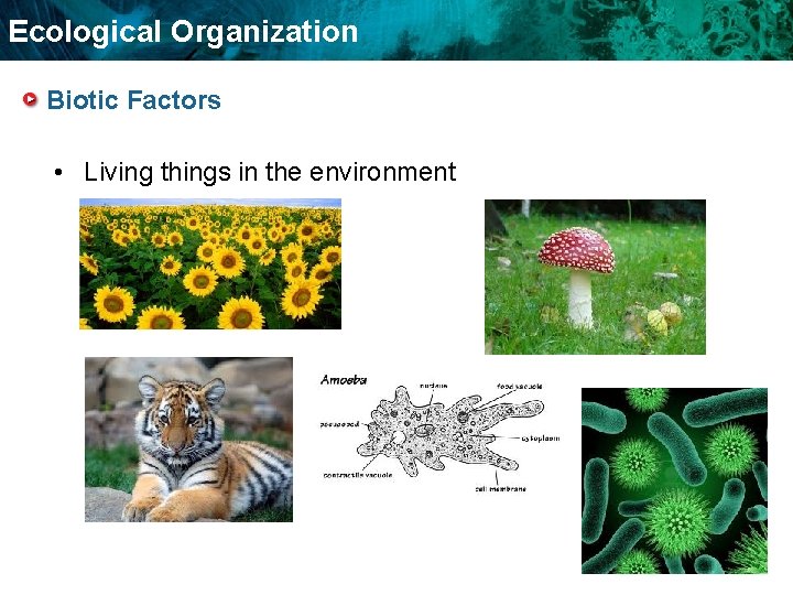 Ecological Organization Biotic Factors • Living things in the environment Food Chains And Food
