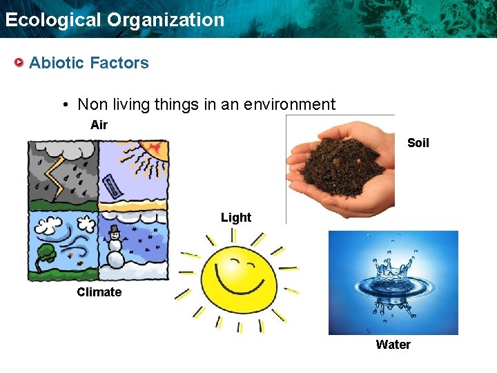 Ecological Organization Abiotic Factors • Non living things in an environment Air Soil Food