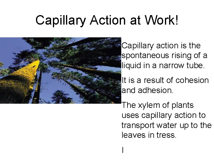 Capillary Action at Work! Capillary action is the spontaneous rising of a liquid in