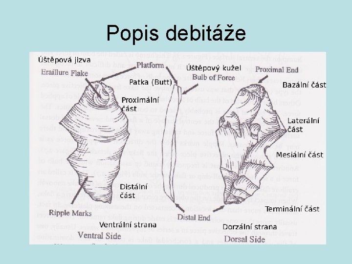 Popis debitáže 