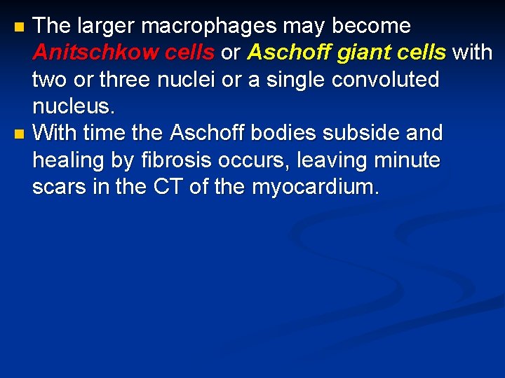 The larger macrophages may become Anitschkow cells or Aschoff giant cells with two or