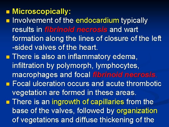 Microscopically: n Involvement of the endocardium typically results in fibrinoid necrosis and wart formation