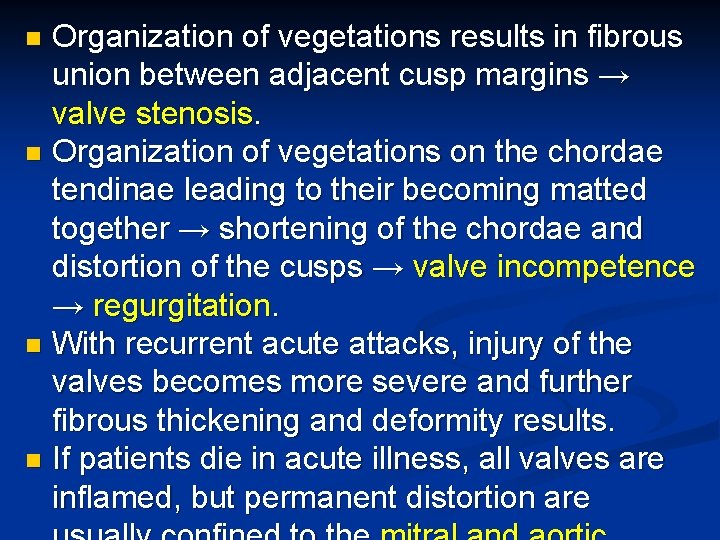 Organization of vegetations results in fibrous union between adjacent cusp margins → valve stenosis.