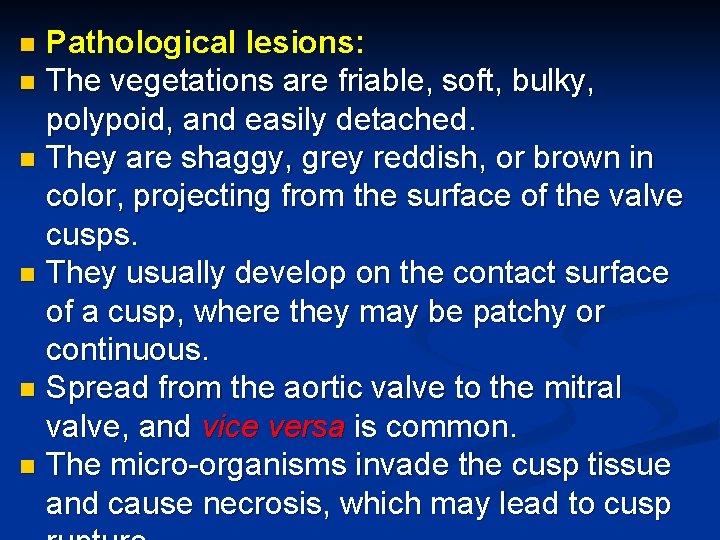 Pathological lesions: n The vegetations are friable, soft, bulky, polypoid, and easily detached. n