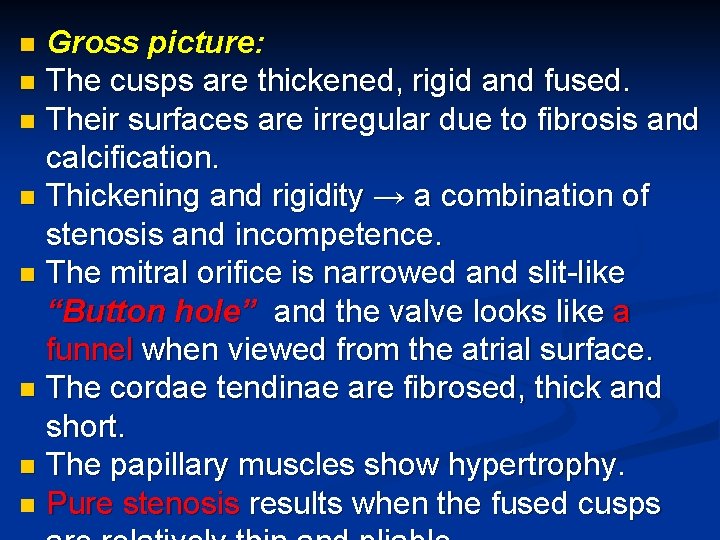 Gross picture: n The cusps are thickened, rigid and fused. n Their surfaces are