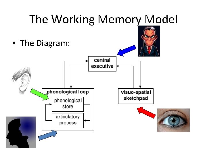 Psychology Baddeley And Hitch Baddeley Working Memory Examples In