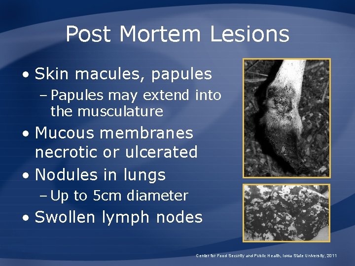 Post Mortem Lesions • Skin macules, papules – Papules may extend into the musculature