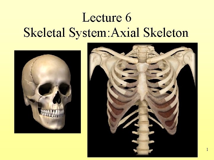 Lecture 6 Skeletal System: Axial Skeleton 1 