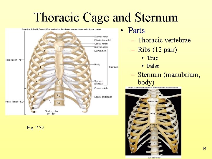 Thoracic Cage and Sternum • Parts – Thoracic vertebrae – Ribs (12 pair) •