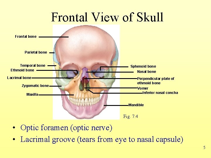 Frontal View of Skull Frontal bone Parietal bone Temporal bone Ethmoid bone Lacrimal bone