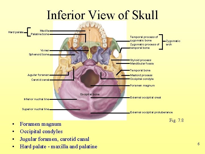 Inferior View of Skull Hard palate Maxilla Palatine bone Temporal process of zygomatic bone