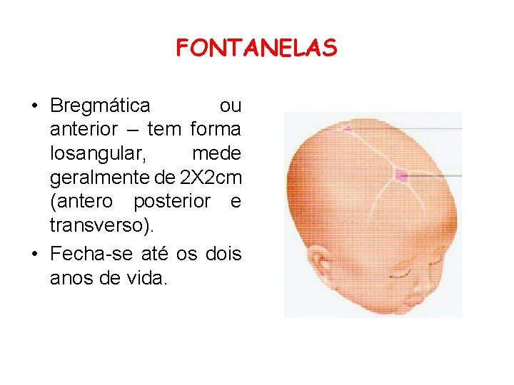 FONTANELAS • Bregmática ou anterior – tem forma losangular, mede geralmente de 2 X