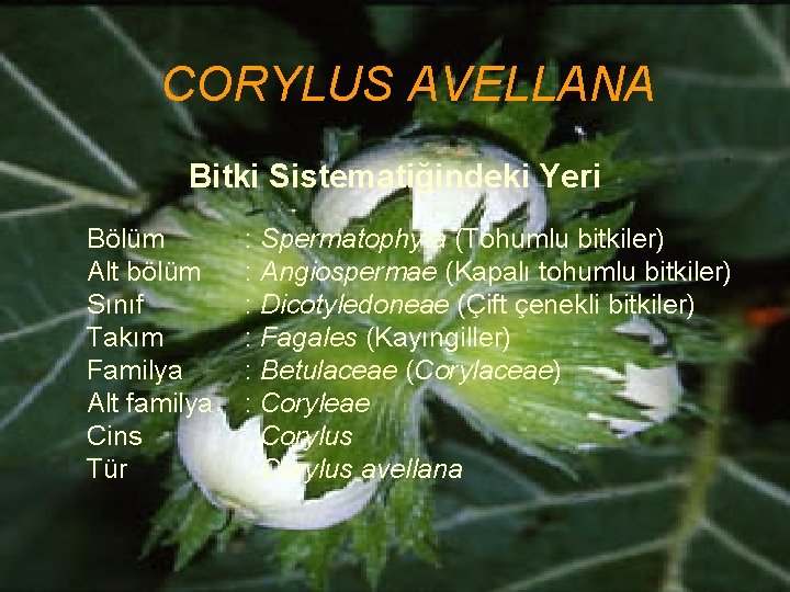 CORYLUS AVELLANA Bitki Sistematiğindeki Yeri Bölüm Alt bölüm Sınıf Takım Familya Alt familya Cins