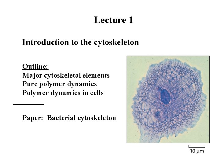 Lecture 1 Introduction to the cytoskeleton Outline: Major cytoskeletal elements Pure polymer dynamics Polymer