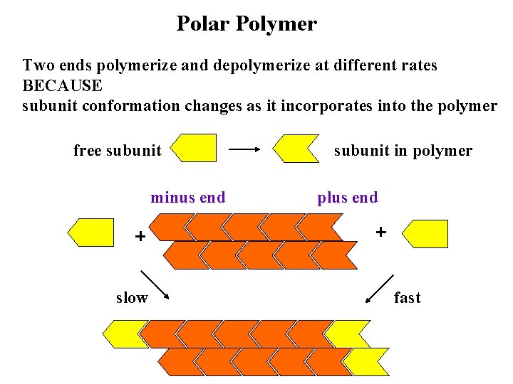 Polar Polymer Two ends polymerize and depolymerize at different rates BECAUSE subunit conformation changes
