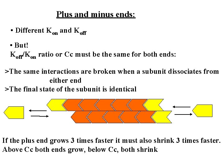 Plus and minus ends: • Different Kon and Koff • But! Koff/Kon ratio or