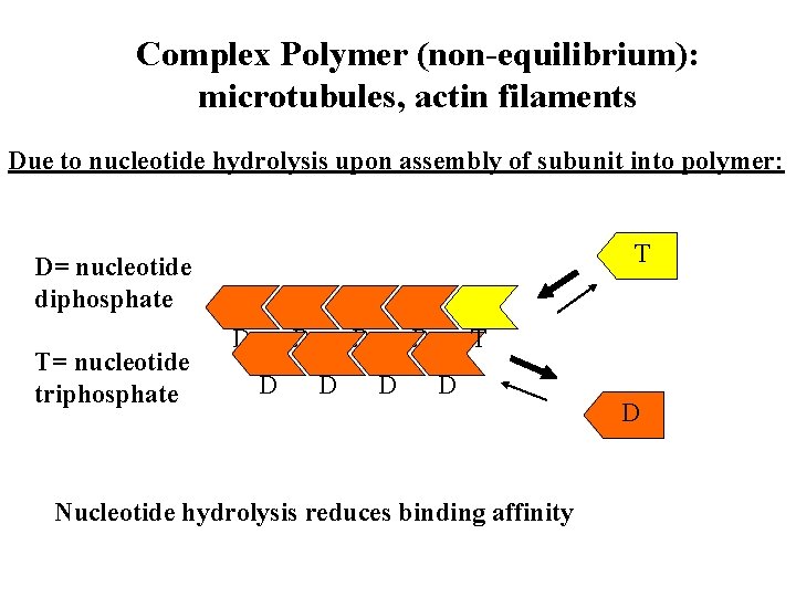 Complex Polymer (non-equilibrium): microtubules, actin filaments Due to nucleotide hydrolysis upon assembly of subunit