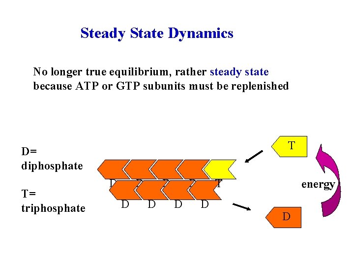 Steady State Dynamics No longer true equilibrium, rather steady state because ATP or GTP