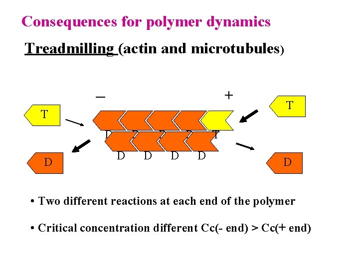 Consequences for polymer dynamics Treadmilling (actin and microtubules) _ + T D D D