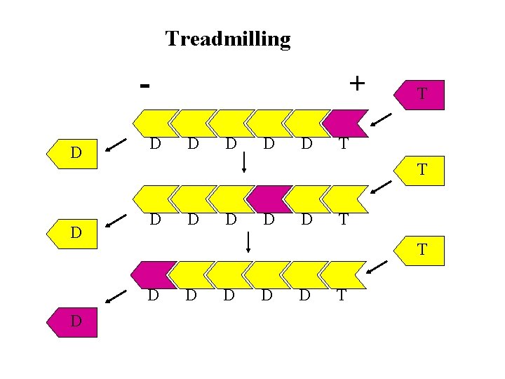 Treadmilling D D D D T T T D D D T T D